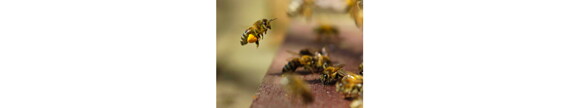 Miel de abejas 